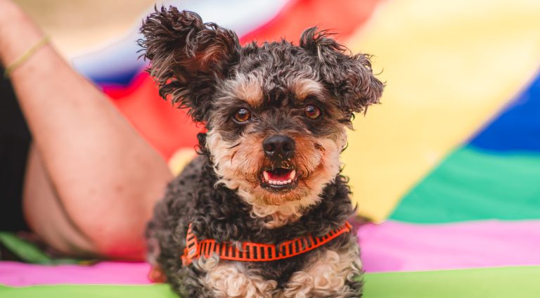 PORTAL_DA_GENTILEZA_@alnereis_3450