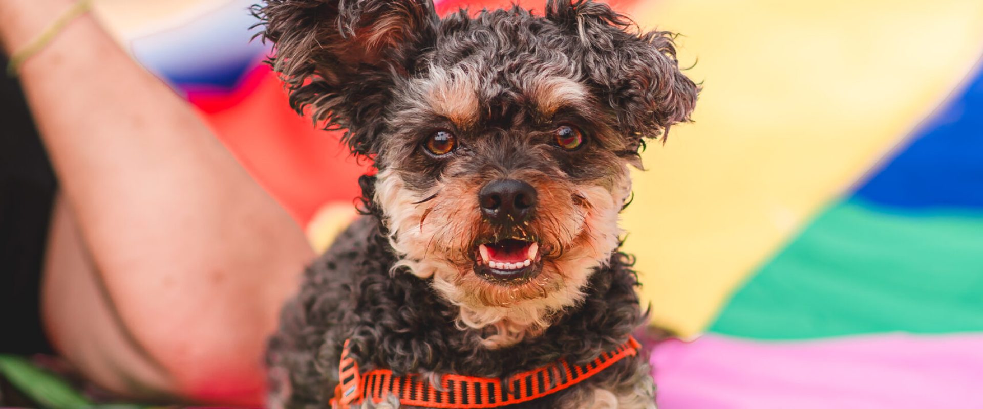 PORTAL_DA_GENTILEZA_@alnereis_3450 PORTAL_DA_GENTILEZA_@alnereis_3450